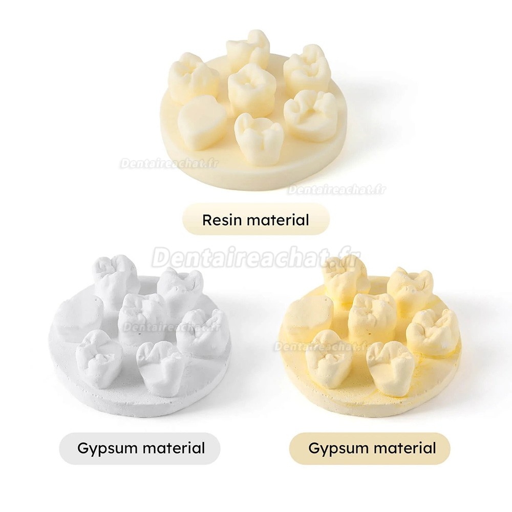 Kit de formation à la morphologie dentaire (3 pièces/sac) : modèles de positions U6/L6/U4 (gypse/résine)